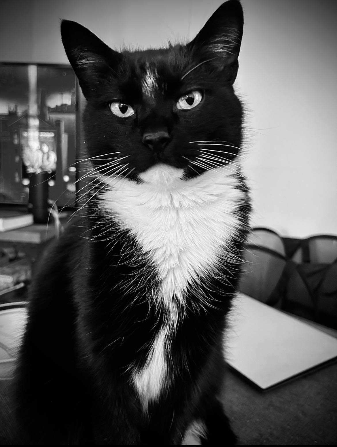 a black and white tuxedo cat looking at the camera